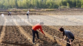 怎样种植黑花生农视