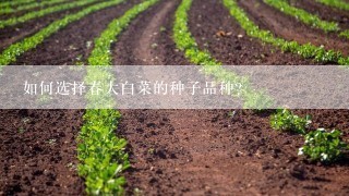 如何选择春大白菜的种子品种？