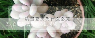 白菜怎么种植方法视频