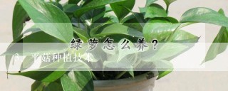 平菇种植技术