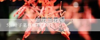 叶子菜有哪些菜名?