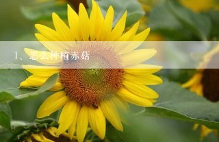 怎么种植赤菇