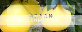 草莓盆栽怎么种植方法 在家