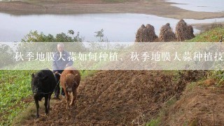 秋季地膜大蒜如何种植，秋季地膜大蒜种植技术