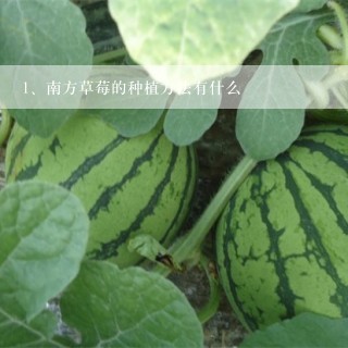 南方草莓的种植方法有什么