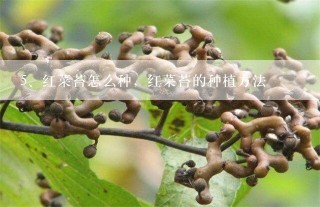 红菜苔怎么种，红菜苔的种植方法