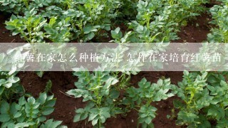 红薯在家怎么种植方法 怎样在家培育红薯苗