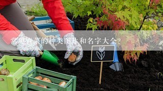 常见青菜的种类图片和名字大全？