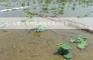 大棚豆角种植视频及栽培技术