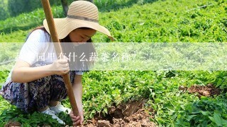 蔬菜园里有什么蔬菜名称?