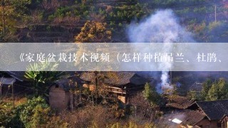 《家庭盆栽技术视频（怎样种植吊兰、杜鹃、马蹄莲）》