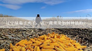 辽宁绿茄子火了，这一蔬菜是如何种植的？