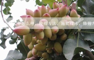 大枣怎么种，种植方法，施肥技术，修剪方法，病虫害