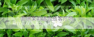 藏红花在东北怎么种植?