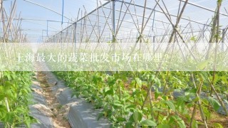 上海最大的蔬菜批发市场在哪里？