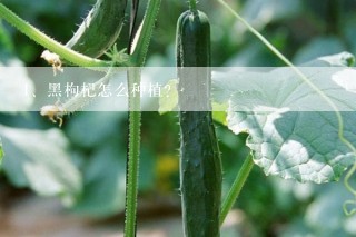 黑枸杞怎么种植？