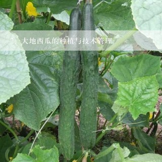 大地西瓜的种植与技术管理
