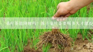 桑叶茶能降糖吗？冻干桑叶茶要喝多久才能控制