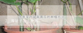 覆盆子怎么种植