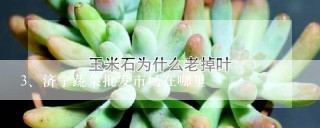 济宁蔬菜批发市场在哪里