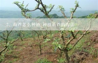 葫芦怎么种植 种植葫芦的方法