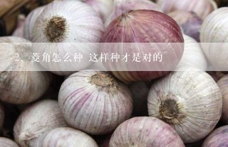 菱角怎么种 这样种才是对的