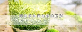 牡丹花的种植方法 怎么种植牡丹花