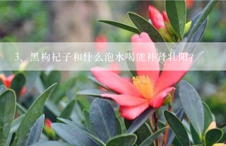 黑枸杞子和什么泡水喝能补肾壮阳?