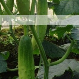 黄豆种植方法