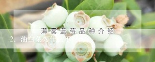 油白菜为什么不耐涝？