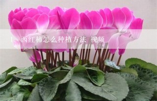 西红柿怎么种植方法 视频