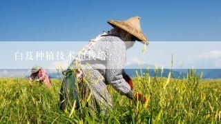 白芨种植技术和栽培？