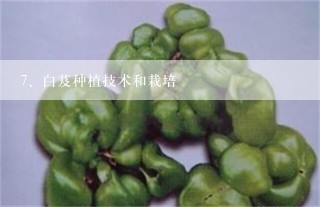 白芨种植技术和栽培