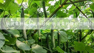 秋波菜种植方法和时间 秋菠菜种植方法和时间是什么