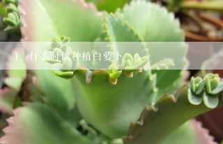 什么时候种植白萝卜