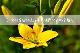 大棚香菇种植技术培训湖北省哪个地方