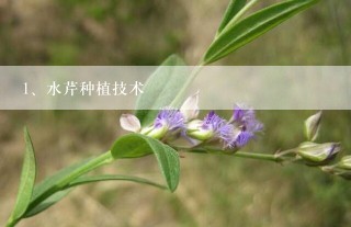 水芹种植技术