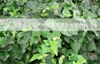 夏季茄子高产种植栽培要点有哪些？