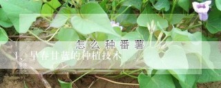 早春甘蓝的种植技术