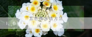 春播大蒜种植技术是什么？