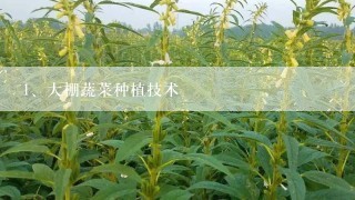 大棚蔬菜种植技术