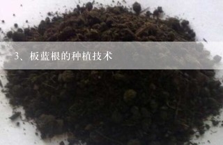 板蓝根的种植技术