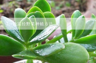 致富经野菜种植方法