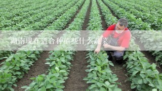 湖南现在适合种植些什么蔬菜