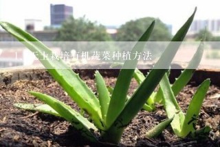 无土栽培有机蔬菜种植方法