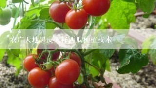 农广天地黑皮无籽西瓜种植技术