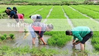 茉莉花种植方法及技术