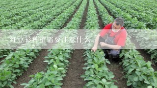 红豆衫种植需要注意什么