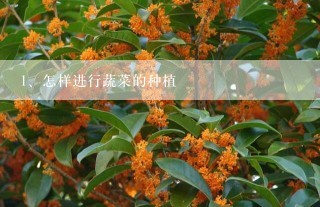 怎样进行蔬菜的种植