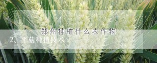 平菇种植技术